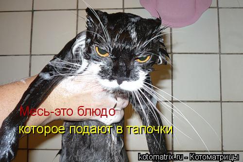 Котоматрица: Месь-это блюдо  которое подают в тапочки