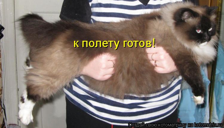 Котоматрица: к полету готов!