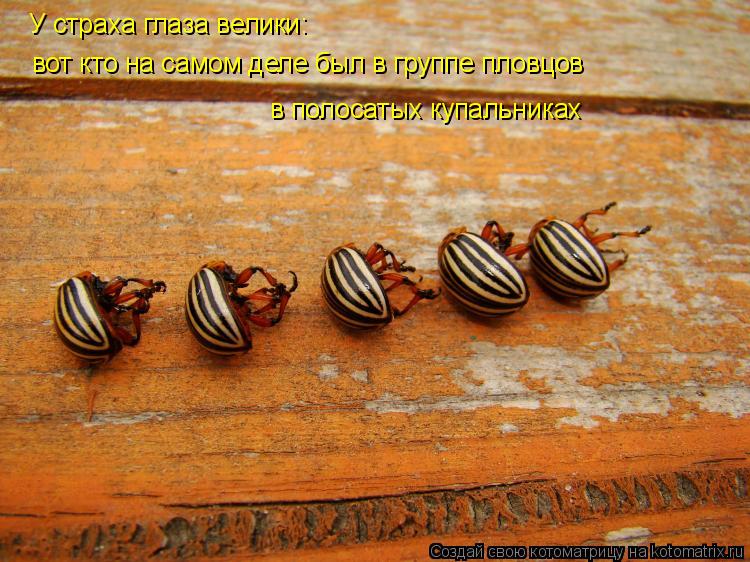 Котоматрица: У страха глаза велики:  вот кто на самом деле был в группе пловцов в полосатых купальниках