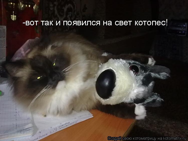 Котоматрица: -вот так и появился на свет котопес!