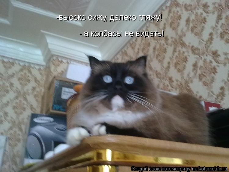 Котоматрица: -высоко сижу, далеко гляжу! - а колбасы не видать!
