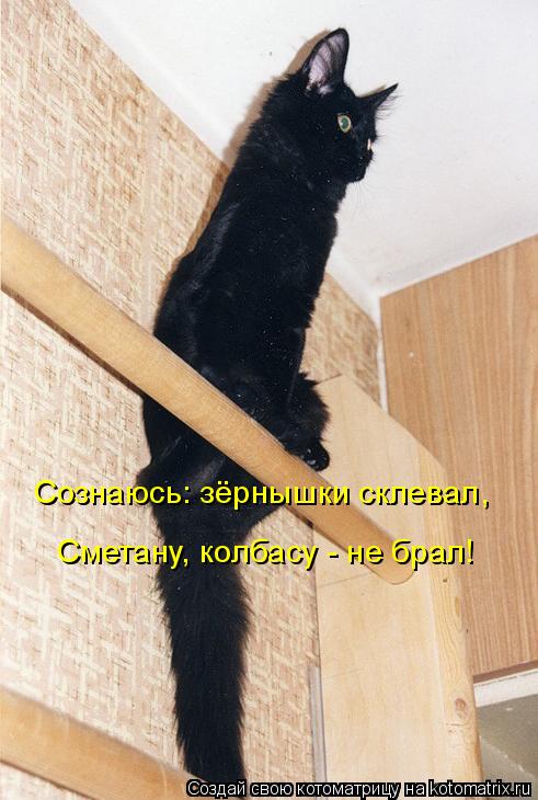 Сознаюсь: зёрнышки склевал, Сметану, колбасу - не брал!... Котоматрица: Сознаюсь: зёрнышки склевал, Сметану, колбасу - не брал!