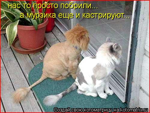 Котоматрица: нас то просто побрили... а мурзика еще и кастрируют...