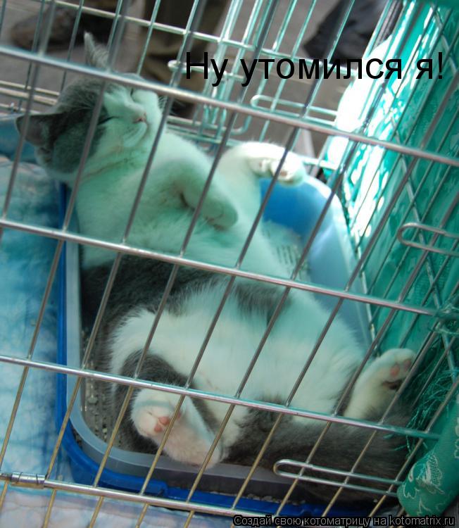 Котоматрица: Ну утомился я!
