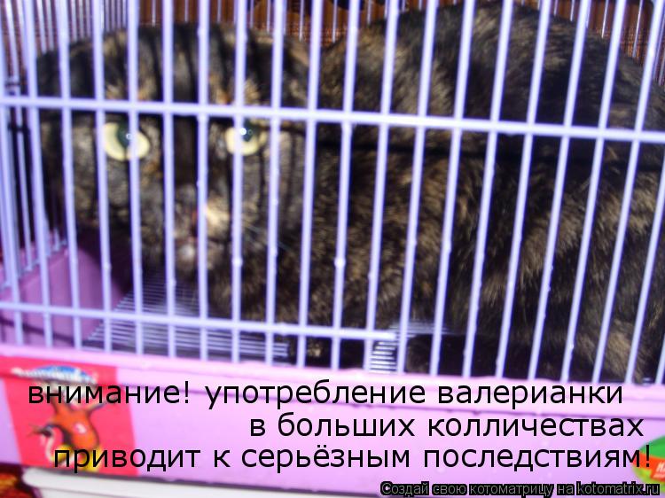 Котоматрица: внимание! употребление валерианки в больших колличествах приводит к серьёзным последствиям!