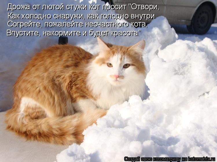 Котоматрица: Дрожа от лютой стужи кот просит "Отвори, Как холодно снаружи, как голодно внутри Согрейте, пожалейте несчастного кота, Впустите, накормите и