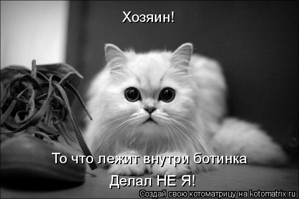Котоматрица: Хозяин! Делал НЕ Я! То что лежит внутри ботинка