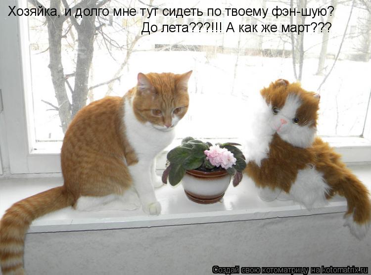 Котоматрица: Хозяйка, и долго мне тут сидеть по твоему фэн-шую? До лета???!!! А как же март???