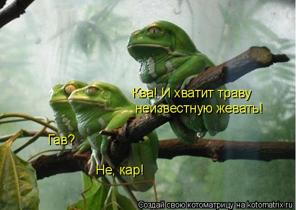 Котоматрица: Гав? Не, кар! Ква! И хватит траву  неизвестную жевать!