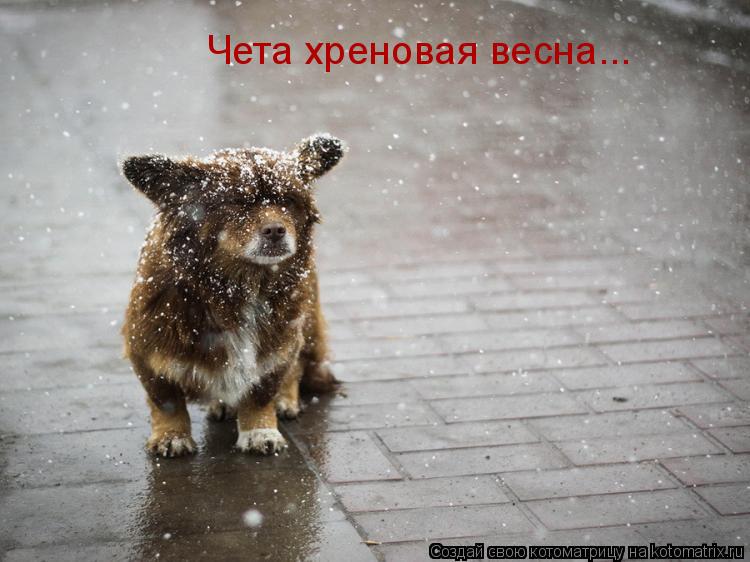 Котоматрица: Чета хреновая весна...