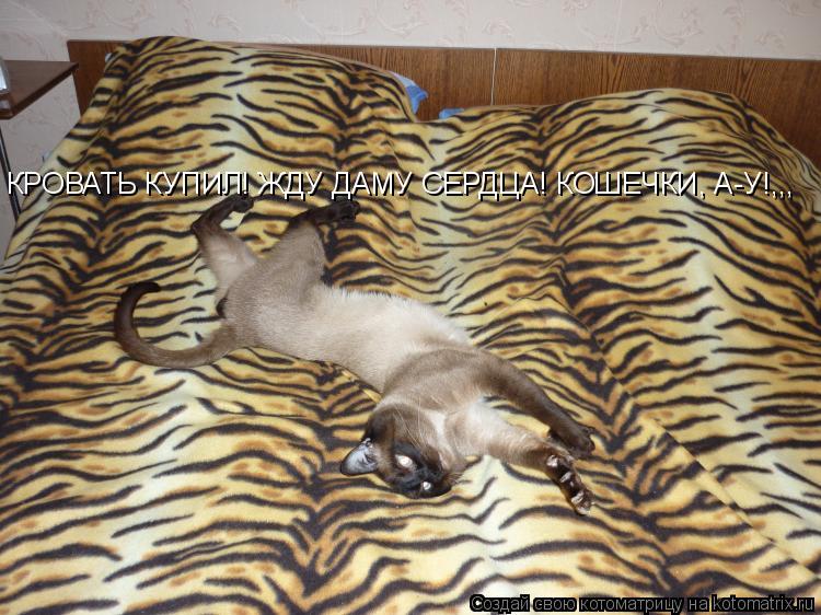 Котоматрица: КРОВАТЬ КУПИЛ! ЖДУ ДАМУ СЕРДЦА! КОШЕЧКИ, А-У!,,,