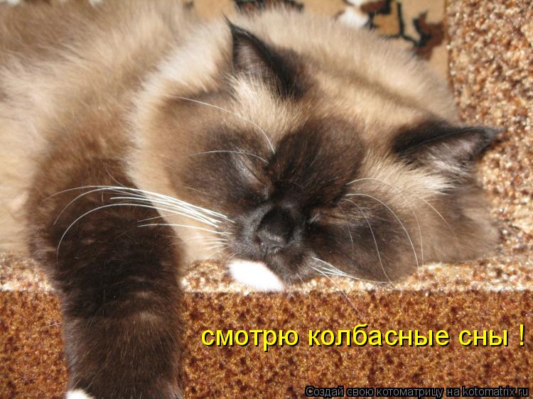 Котоматрица: смотрю колбасные сны !