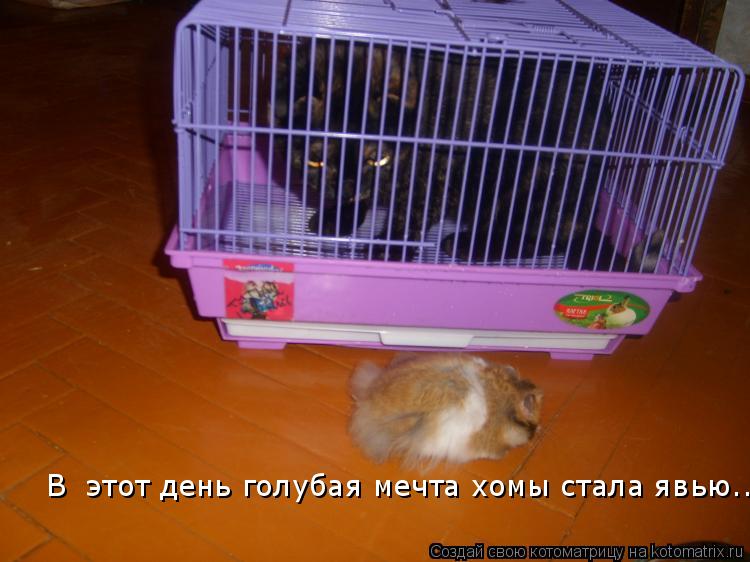 Котоматрица: В  этот день голубая мечта хомы стала явью...