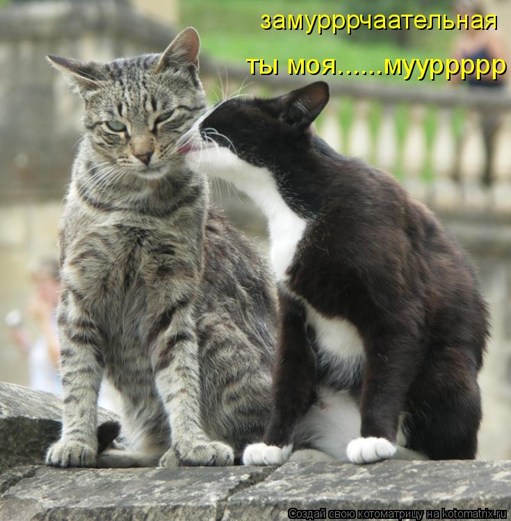 Котоматрица: замурррчаательная ты моя......мууррррр