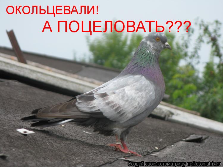 Котоматрица: ОКОЛЬЦЕВАЛИ! А ПОЦЕЛОВАТЬ???