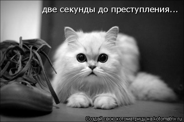Котоматрица: две секунды до преступления...