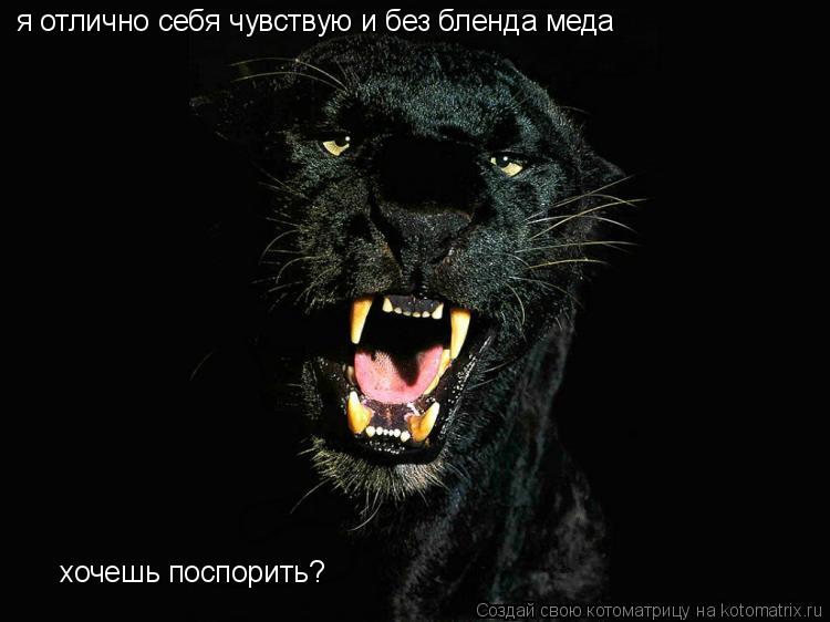 Котоматрица: я отлично себя чувствую и без бленда меда хочешь поспорить?