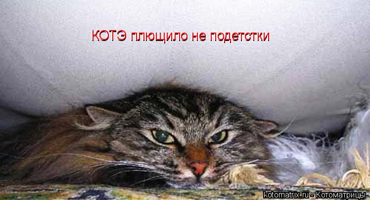 Котоматрица: КОТЭ плющило не подетстки КОТЭ плющило не подетстки
