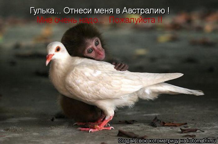 Гулька... Отнеси меня в Австралию ! Мне очень надо... Пожалуйста !!... Котоматрица: Гулька... Отнеси меня в Австралию ! Мне очень надо... Пожалуйста !!