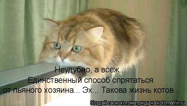 Котоматрица: Неудубно, а всёж... Единственный способ спрятаться  от пьяного хозяина... Эх... Такова жизнь котов...