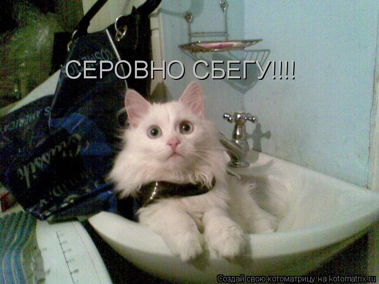 Котоматрица: СЕРОВНО СБЕГУ!!!!