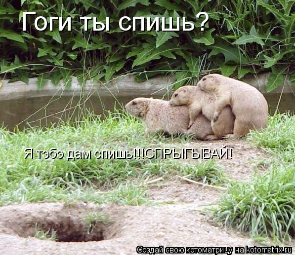Котоматрица: Гоги ты спишь? Я тэбэ дам спишь!!!СПРЫГЫВАЙ!