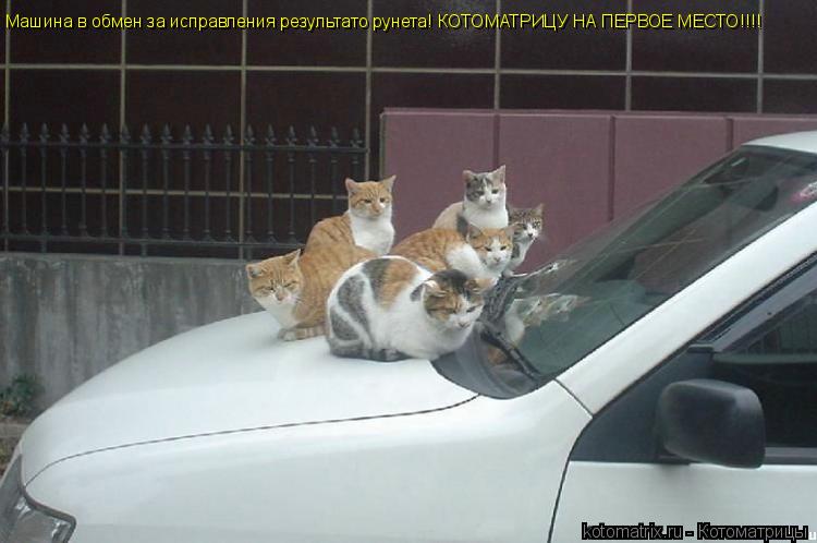 Котоматрица: Машина в обмен за исправления результато рунета! КОТОМАТРИЦУ НА ПЕРВОЕ МЕСТО!!!!