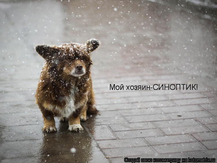 Котоматрица: Мой хозяин-СИНОПТИК!