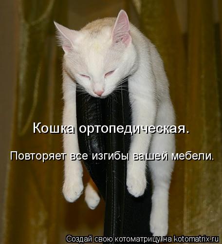 Кошка ортопедическая. Повторяет все изгибы вашей мебели.... Котоматрица: Кошка ортопедическая. Повторяет все изгибы вашей мебели.