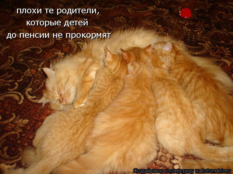 Котоматрица: плохи те родители, которые детей  до пенсии не прокормят