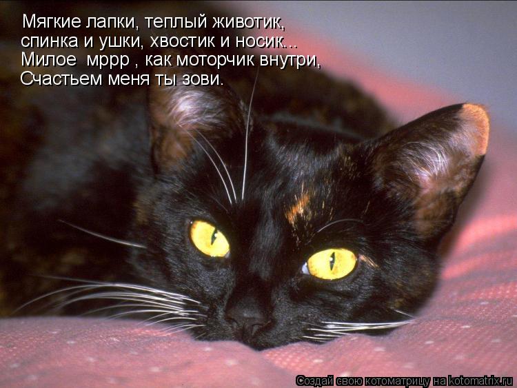 Котоматрица: Мягкие лапки, теплый животик,  спинка и ушки, хвостик и носик... Милое «мррр», как моторчик внутри, Счастьем меня ты зови…