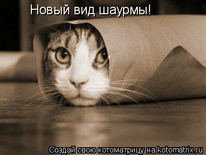 Котоматрица: Новый вид шаурмы!