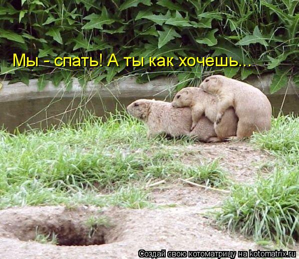Котоматрица: Мы - спать! А ты как хочешь...
