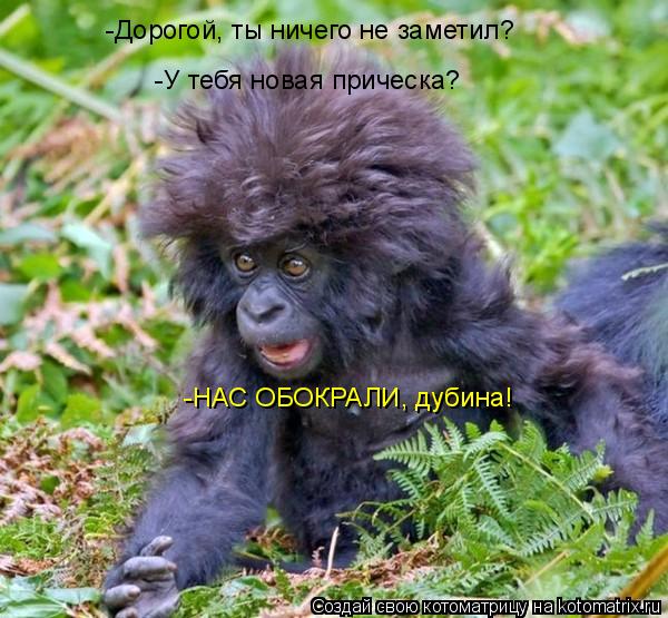 Котоматрица: -Дорогой, ты ничего не заметил? -У тебя новая прическа? -НАС ОБОКРАЛИ, дубина!