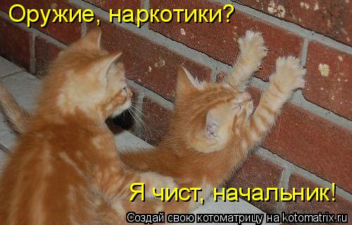 Котоматрица: Оружие, наркотики?  Я чист, начальник!