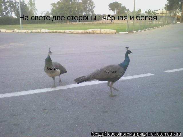 Котоматрица: На свете две стороны : чёрная и белая... белая чёрная