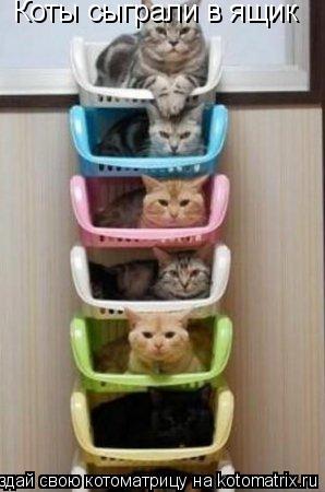 Котоматрица: Коты сыграли в ящик