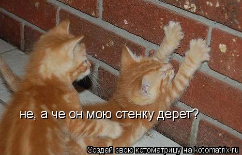 не, а че он мою стенку дерет?... Котоматрица: не, а че он мою стенку дерет?