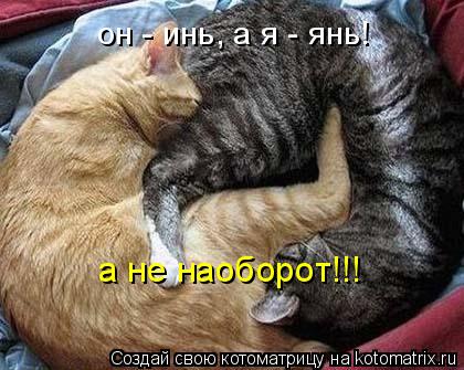 он - инь, а я - янь! а не наоборот!!!... Котоматрица: он - инь, а я - янь! а не наоборот!!!