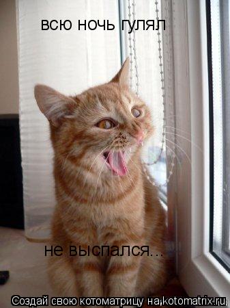 Котоматрица: всю ночь гулял не выспался...