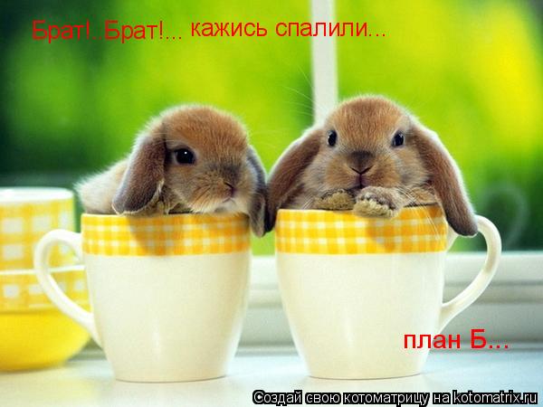 Котоматрица: Брат!..Брат!... кажись спалили... план Б...