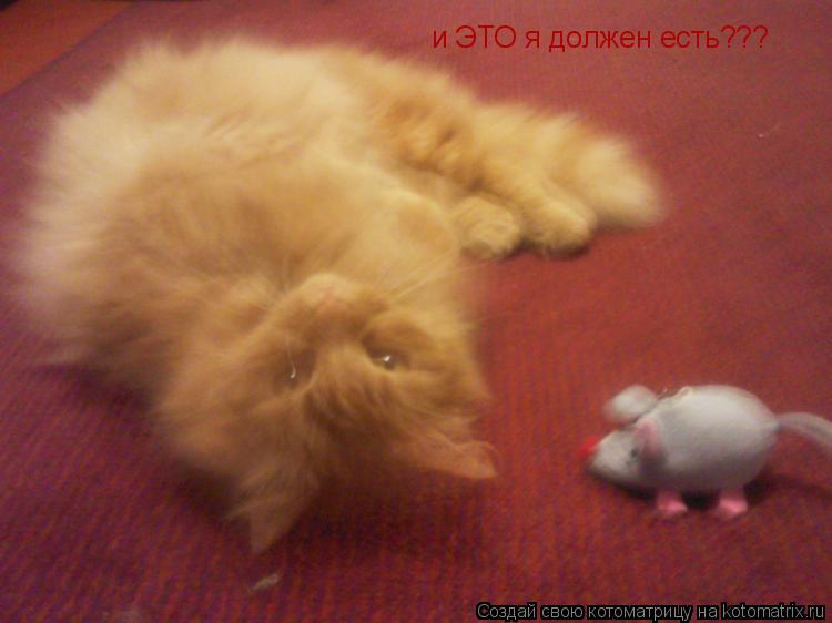 Котоматрица: и ЭТО я должен есть???
