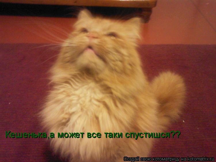 Котоматрица: Кешенька,а может все таки спустишся??