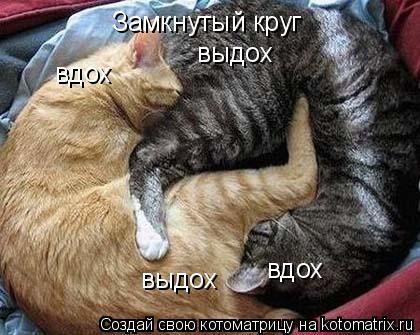 Котоматрица: Замкнутый круг вдох выдох вдох выдох