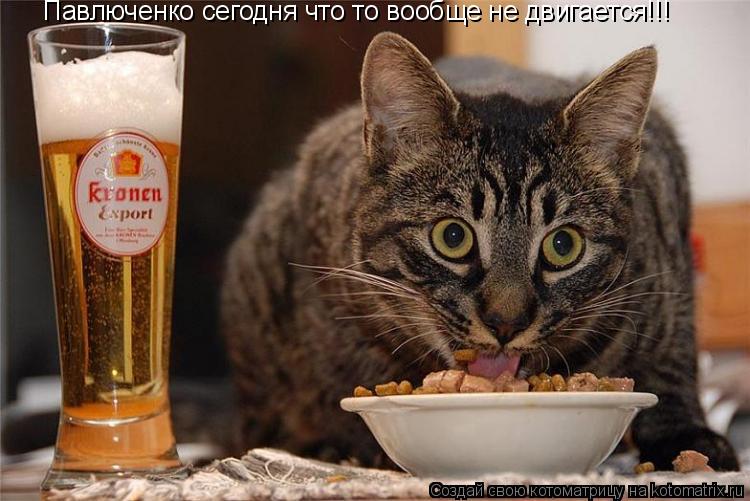 Павлюченко сегодня что то вообще не двигается!!!... Котоматрица: Павлюченко сегодня что то вообще не двигается!!!