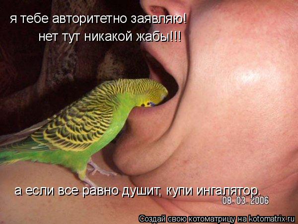 я тебе авторитетно заявляю! нет тут никакой жабы!!! а если все равно душит, купи ингалятор.... Котоматрица: я тебе авторитетно заявляю! нет тут никакой жабы!!! а если все равно душит, купи ингалятор.