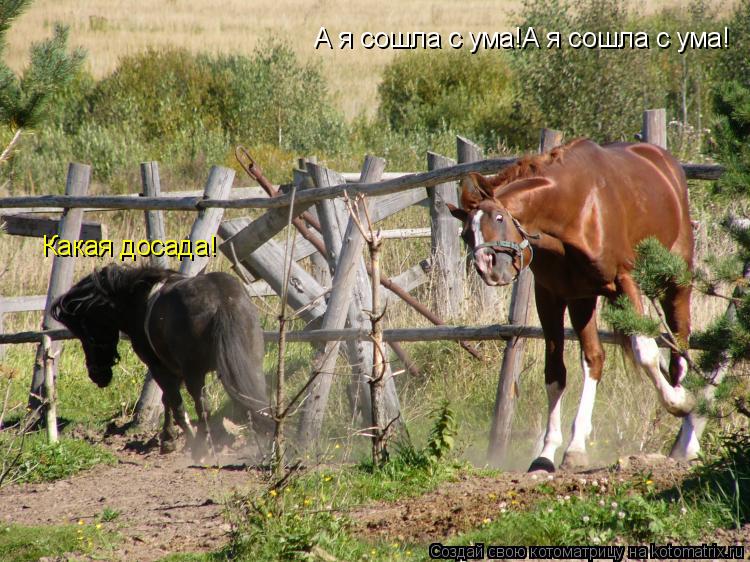А я сошла с ума!А я сошла с ума! Какая досада!... Котоматрица: А я сошла с ума!А я сошла с ума! Какая досада!