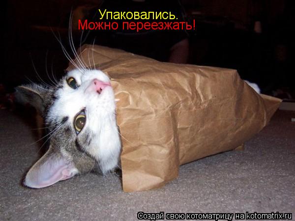 Котоматрица: Упаковались. Можно переезжать!