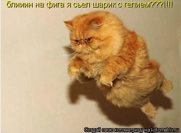 Котоматрица: блииин на фига я сьел шарик с гелием???!!!!