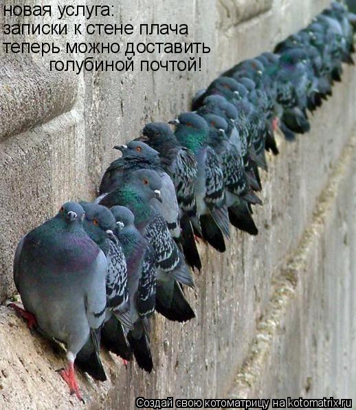 новая услуга: записки к стене плача теперь можно доставить голубиной почтой!... Котоматрица: новая услуга: записки к стене плача теперь можно доставить голубиной почтой!